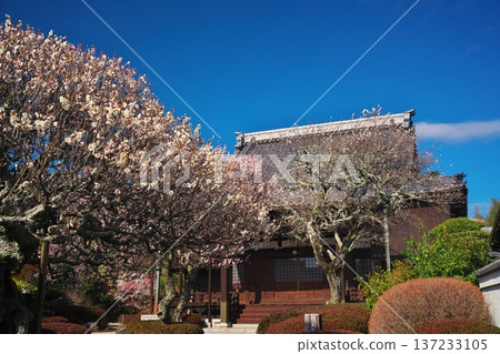 White plum blossoms in full bloom at Sairenji Temple in Hisai Isshikicho, Tsu City, Mie Prefecture White plum blossoms in full bloom at Sairenji Temple in Hisai Isshikicho, Tsu City, Mie Prefecture 137233105