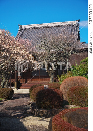 White plum blossoms in full bloom at Sairenji Temple in Hisai Isshikicho, Tsu City, Mie Prefecture White plum blossoms in full bloom at Sairenji Temple in Hisai Isshikicho, Tsu City, Mie Prefecture 137233106