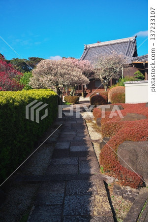 三重縣津市久井一色町的西蓮寺,白梅花盛開。 三重縣津市久井一色町的西蓮寺,白梅花盛開。 137233107