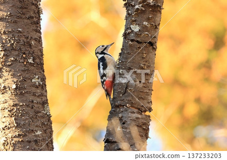 一隻啄木鳥，一隻大斑啄木鳥，棲息在一棵枯萎的櫻桃樹上捕食。 137233203
