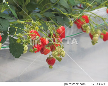 Ripe red strawberries, strawberry picking, strawberry house Ripe red strawberries, strawberry picking, strawberry house 137233321