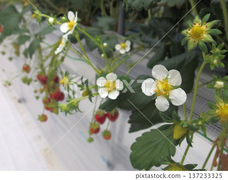 草莓採摘、草莓花、白色花朵、溫室 137233325