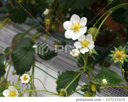草莓花 草莓花 草莓採摘 137233329