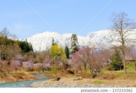 Hakuba Village in April Hakuba Village scenery in spring Snow-capped Northern Alps Shinshu scenery Hakuba Village in April Hakuba Village scenery in spring Snow-capped Northern Alps Shinshu scenery 137233362