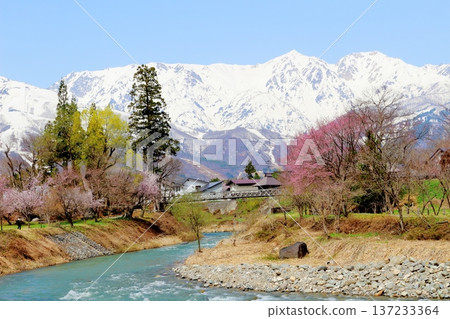 四月的白馬村，春天的白馬村景色，白雪皚皚的北阿爾卑斯山，信州景色 137233364