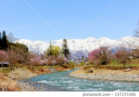 四月的白馬村，春天的白馬村景色，白雪皚皚的北阿爾卑斯山，信州景色 137233366