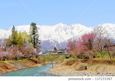 四月的白馬村，春天的白馬村景色，白雪皚皚的北阿爾卑斯山，信州景色 137233367