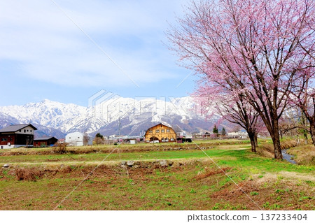 四月的白馬村，春天的白馬村景色，白雪皚皚的北阿爾卑斯山，信州景色 137233404