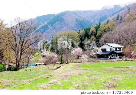 四月的白馬村，春天的白馬村景色，白雪皚皚的北阿爾卑斯山，信州景色 137233409