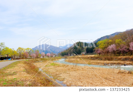 四月的白馬村，春天的白馬村景色，白雪皚皚的北阿爾卑斯山，信州景色 137233425