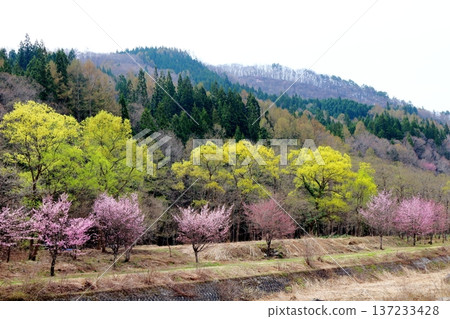 Hakuba Village in April Hakuba Village scenery in spring Snow-capped Northern Alps Shinshu scenery Hakuba Village in April Hakuba Village scenery in spring Snow-capped Northern Alps Shinshu scenery 137233428