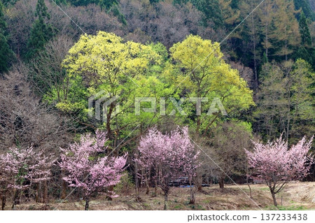 四月的白馬村,春天的白馬村景色,白雪皚皚的北阿爾卑斯山,信州景色 四月的白馬村,春天的白馬村景色,白雪皚皚的北阿爾卑斯山,信州景色 137233438