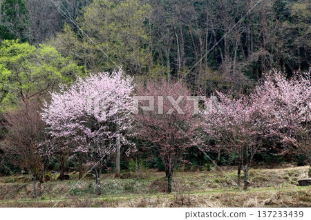 Hakuba Village in April Hakuba Village scenery in spring Snow-capped Northern Alps Shinshu scenery Hakuba Village in April Hakuba Village scenery in spring Snow-capped Northern Alps Shinshu scenery 137233439