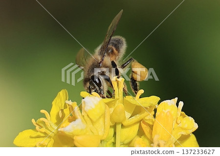 Bee on a rapeseed Bee on a rapeseed 137233627
