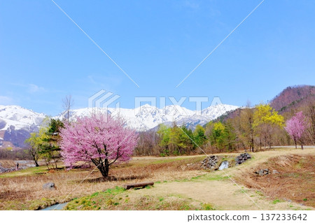 Hakuba Village in April Hakuba Village scenery in spring Snow-capped Northern Alps Shinshu scenery Hakuba Village in April Hakuba Village scenery in spring Snow-capped Northern Alps Shinshu scenery 137233642