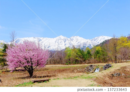 Hakuba Village in April Hakuba Village scenery in spring Snow-capped Northern Alps Shinshu scenery Hakuba Village in April Hakuba Village scenery in spring Snow-capped Northern Alps Shinshu scenery 137233643