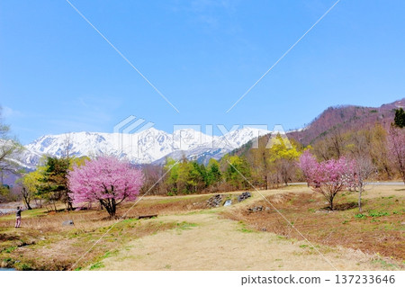 Hakuba Village in April Hakuba Village scenery in spring Snow-capped Northern Alps Shinshu scenery Hakuba Village in April Hakuba Village scenery in spring Snow-capped Northern Alps Shinshu scenery 137233646