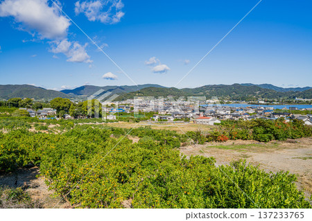 濱松市（靜岡縣）的三花蜜柑 137233765