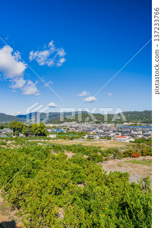 Mikkabi mandarin oranges in Hamamatsu City (Shizuoka Prefecture) Mikkabi mandarin oranges in Hamamatsu City (Shizuoka Prefecture) 137233766