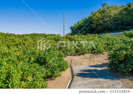 濱松市(靜岡縣)的三花蜜柑 濱松市(靜岡縣)的三花蜜柑 137233954