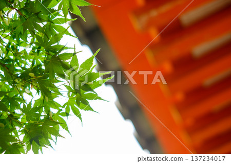 The fresh green leaves of the maple trees stand out against the vermilion shrine building: traditional Japanese beauty and the colors of early summer The fresh green leaves of the maple trees stand out against the vermilion shrine building: traditional Japanese beauty and the colors of early summer 137234017