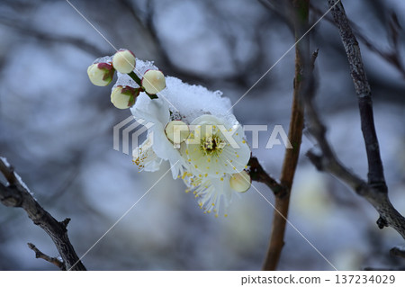 春天的降雪 137234029
