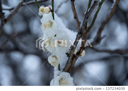 春天的降雪 137234030