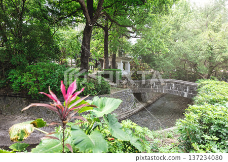 Red dracaena on the Beitou Literature Trail in Taipei in midsummer [Taiwan Image] 137234080