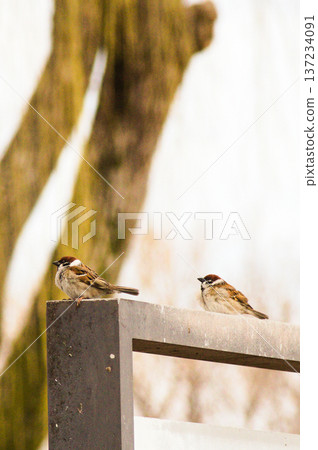 A puffy sparrow basking in the sun on a winter day A puffy sparrow basking in the sun on a winter day 137234091