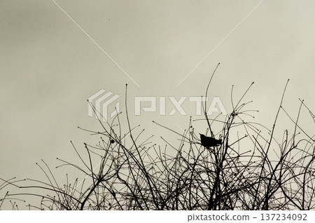 Monochrome trees and birds against a cloudy sky Monochrome trees and birds against a cloudy sky 137234092