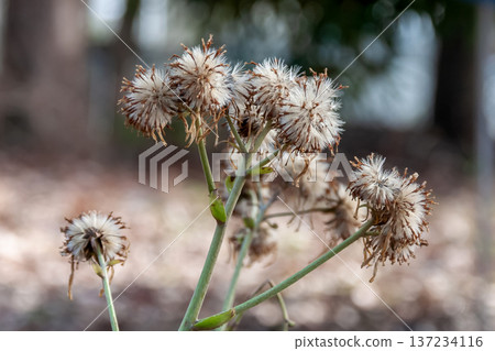 After flowering, the fluffy fluff of the Japanese butterbur shines in the soft transmitted light. After flowering, the fluffy fluff of the Japanese butterbur shines in the soft transmitted light. 137234116