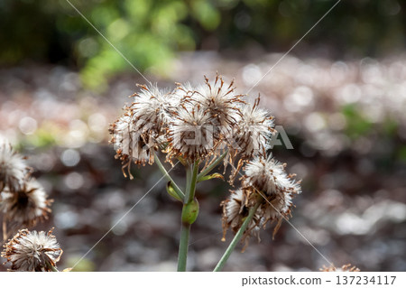 開花後，日本蜂斗菜蓬鬆的絨毛在柔和的透射光下閃閃發光。 137234117