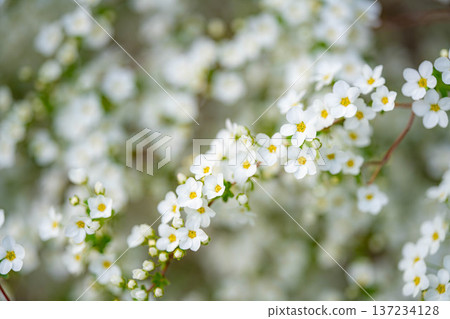 【花卉素材】春季盛開的雪柳花【長野縣】 【花卉素材】春季盛開的雪柳花【長野縣】 137234128