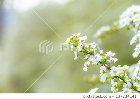 [Flower Material] Snow willow flowers blooming in spring [Nagano Prefecture] 137234141