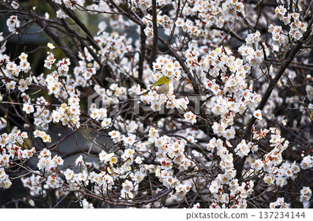Spring scenery with a white-eye perched on white plum blossoms in full bloom. Copy space available. Spring scenery with a white-eye perched on white plum blossoms in full bloom. Copy space available. 137234144