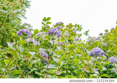 Hydrangeas in full bloom at the Shimoda Park Hydrangea Festival. Shimoda City, Shizuoka Prefecture - 2025, Southernmost tip of the Izu Peninsula Hydrangeas in full bloom at the Shimoda Park Hydrangea Festival. Shimoda City, Shizuoka Prefecture - 2025, Southernmost tip of the Izu Peninsula 137234164