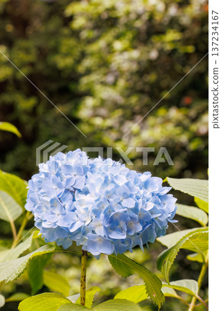 下田公園繡球花節上，繡球花盛開。靜岡縣下田市 - 2025，伊豆半島最南端 137234167