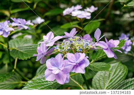 下田公園繡球花節上，繡球花盛開。靜岡縣下田市 - 2025，伊豆半島最南端 137234183