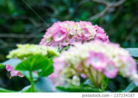 Hydrangeas in full bloom at the Shimoda Park Hydrangea Festival. Shimoda City, Shizuoka Prefecture - 2025, Southernmost tip of the Izu Peninsula 137234187