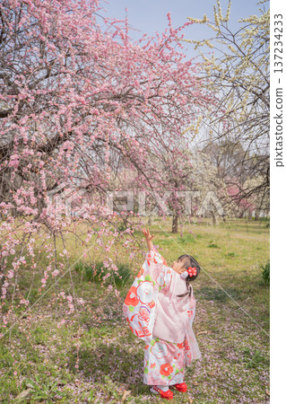 穿著和服的兒童,背景是梅花,筆下照片 穿著和服的兒童,背景是梅花,筆下照片 137234233