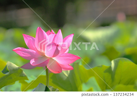 Oga蓮花 Oga蓮花 137234234