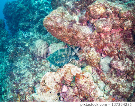綠海龜等等。日本靜岡縣伊豆半島南伊豆町中木市堀浜－2025，日本頂級浮潛地點之一。 137234285