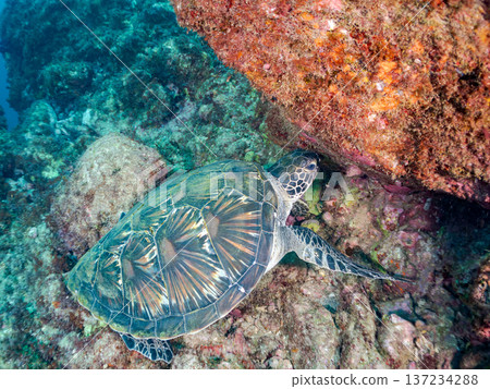 綠海龜等等。日本靜岡縣伊豆半島南伊豆町中木市堀浜－2025，日本頂級浮潛地點之一。 137234288