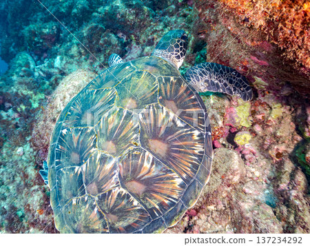 綠海龜等等。日本靜岡縣伊豆半島南伊豆町中木市堀浜－2025，日本頂級浮潛地點之一。 137234292