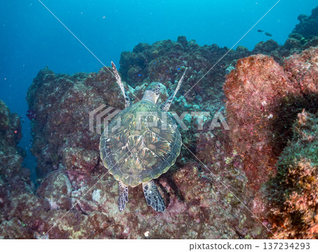 Green sea turtles and more. Hirizohama, Nakagi, Minamiizu Town, Izu Peninsula, Shizuoka Prefecture - 2025 One of Japan's top snorkeling spots. 137234293