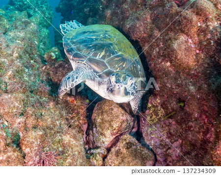 Green sea turtles and more. Hirizohama, Nakagi, Minamiizu Town, Izu Peninsula, Shizuoka Prefecture - 2025 One of Japan's top snorkeling spots. 137234309