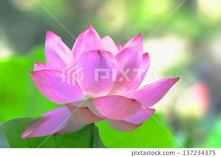 Oga lotus flower Oga lotus flower 137234375