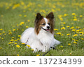 A smiling Papillon dog surrounded by dandelions 137234399