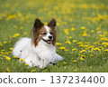 A smiling Papillon dog surrounded by dandelions 137234400