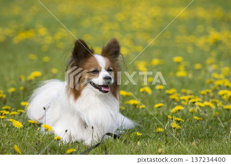 A smiling Papillon dog surrounded by dandelions A smiling Papillon dog surrounded by dandelions 137234400